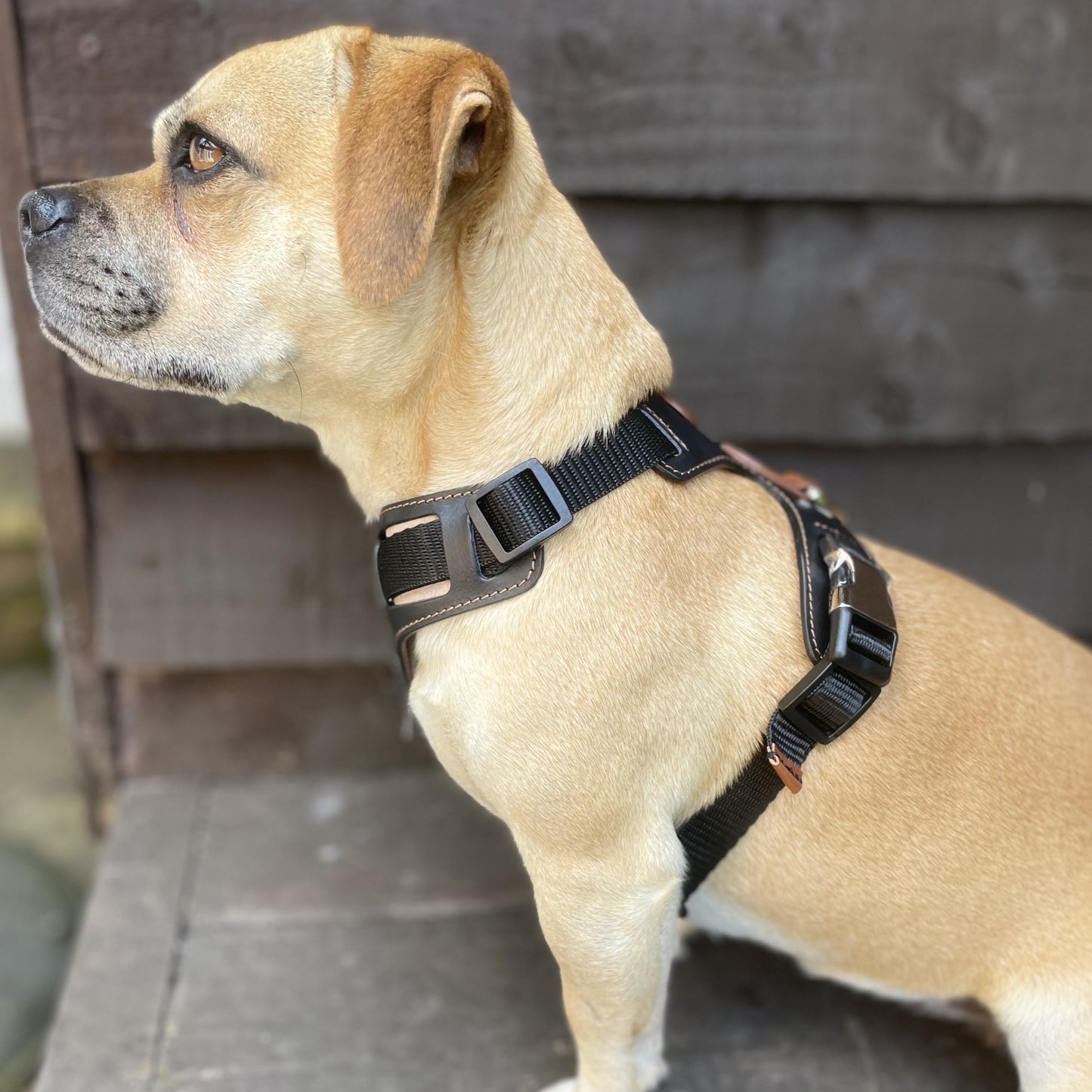 Black Leather Dog Harness