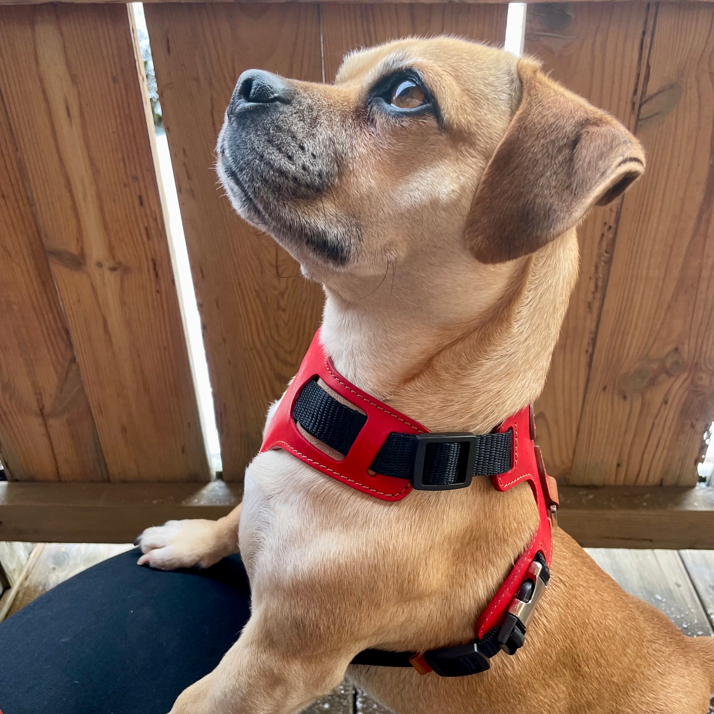 Red Leather Harness & Lead Set