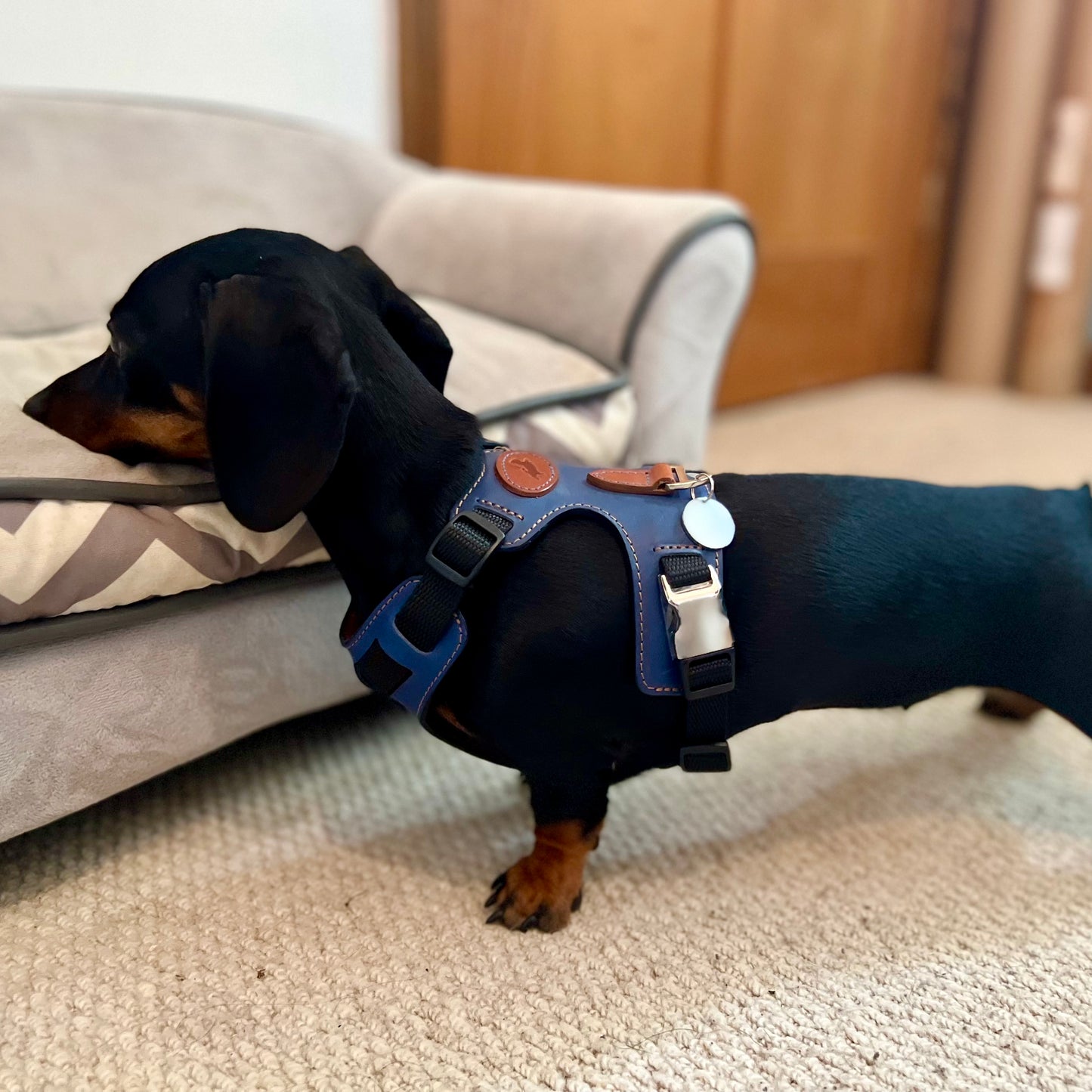 Blue Leather Dog Harness