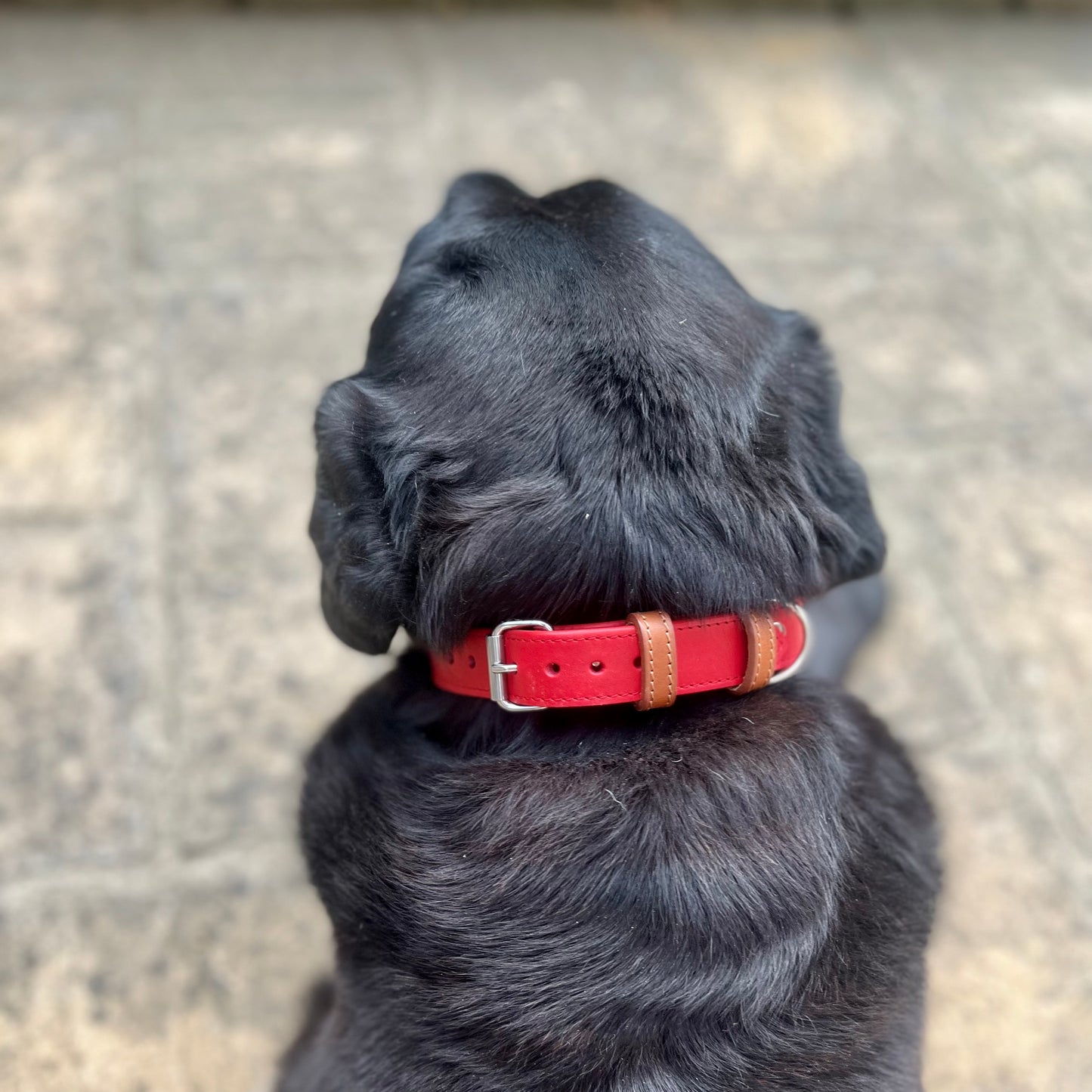 Red Leather Collar & Lead Matching Set